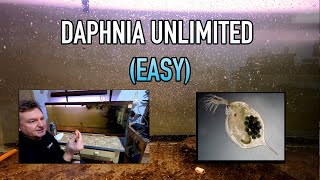 How I Raise Daphnia Water Fleas And You Can Too [upl. by Aidan]