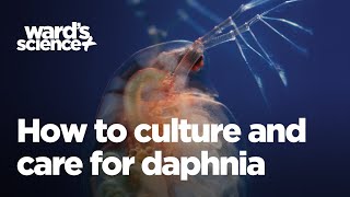 Caring and Culturing for Daphnia [upl. by Sarnoff]