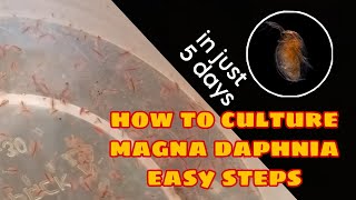 How to Culture Magna Daphnia Easily [upl. by Nesto]