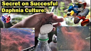 How to Culture Daphnia Successfully [upl. by Rosabella969]