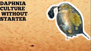 HOW TO CULTURE DAPHNIA NATURALLY WITHOUT A STARTER [upl. by Ojeillib]