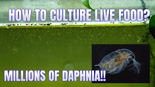 How to Culture Daphnia Secret Method to Breed MILLIONS  Simply Aquatic [upl. by Nelleoj]