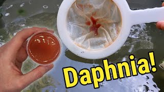 How I Culture Daphnia In Outdoor Tubs [upl. by Atteragram367]