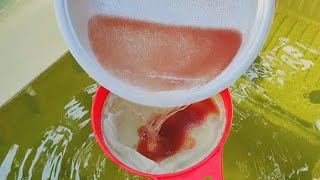 How to culture daphnia  Daphnia culture  How to grow daphnia outdoor [upl. by Viviana]