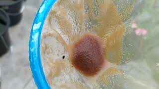 How to culture daphnia moina in a small container Part 1 English Subtitle [upl. by Alyar]