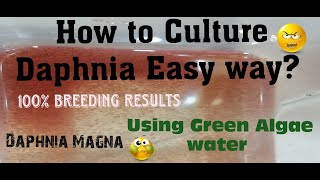 Daphnia MagnaHow to Culture Daphnia Easy wayCulturing Daphnia using Green water Daphnia [upl. by Anelet868]