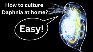 BEST Live Fish Food Beginner guide How to Culture Daphnia at home [upl. by Mouldon790]