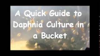 How to culture daphnia outside [upl. by Enicul]