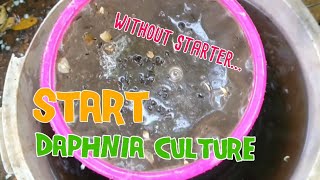 How to culture daphnia moina the easy way 1  Starting the Daphnia culture [upl. by Lilas199]