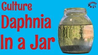 How to Culture Daphnia in a Jar [upl. by Ocihc]