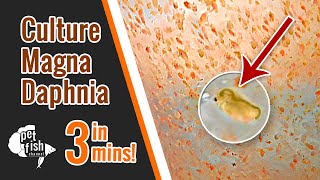 How to culture DAPHNIA MAGNA  The easy way [upl. by Elbert]