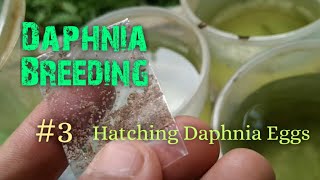 Daphnia Culture made simple and easy 3  Hatching Daphnia eggs [upl. by Sanalda]