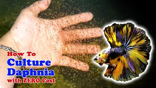 How to Culture Daphnia with ZERO Cost  Unlimited Live Food For Our Fish [upl. by Abixah]