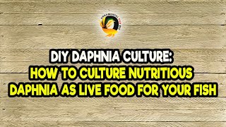 DIY Daphnia Culture How to Culture Nutritious Daphnia as Live Food for Your Fish [upl. by Beacham]