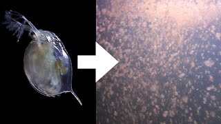 How I Culture Daphnia [upl. by Anitrak]