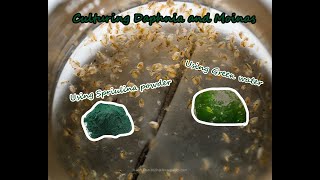 How To Culture Daphnia and Moinas using Green Water Spirulina powder [upl. by Nosral]