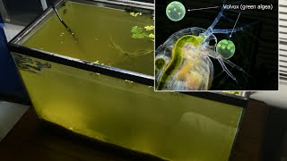 Raising Daphnia for the Freshwater Aquarium [upl. by Euhc]