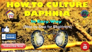 HOW TO CULTURE DAPHNIA In Easy Way [upl. by Noakes]